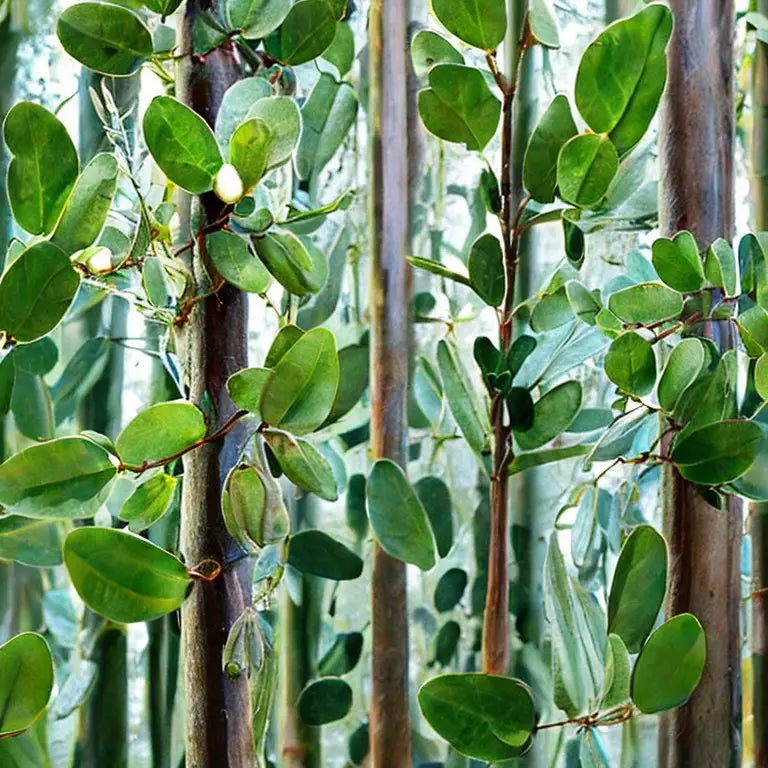Eucalyptus plant with green oval leaves growing on thin stems against glass greenhouse