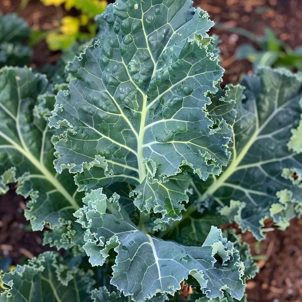 Interesting Benefits of Kale