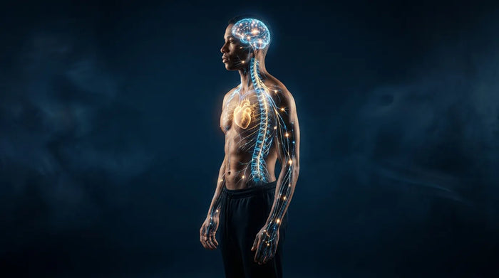 Human silhouette with glowing bioelectric nervous system pathways against dark moody background