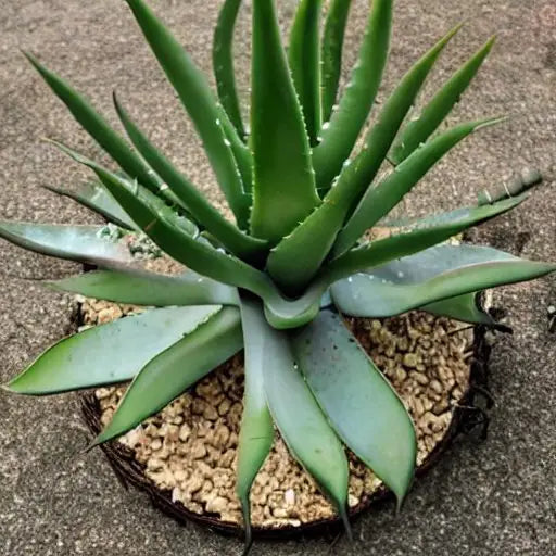 Green aloe vera plant with pointed leaves in sandy soil potted container