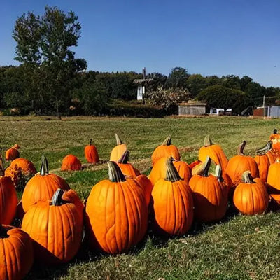 What is Pumpkin Flower?