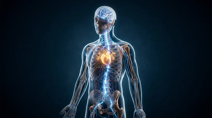 Glowing translucent human body revealing illuminated skeleton, neural pathways, and heart against dark background