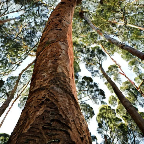 What is Eucalyptus?